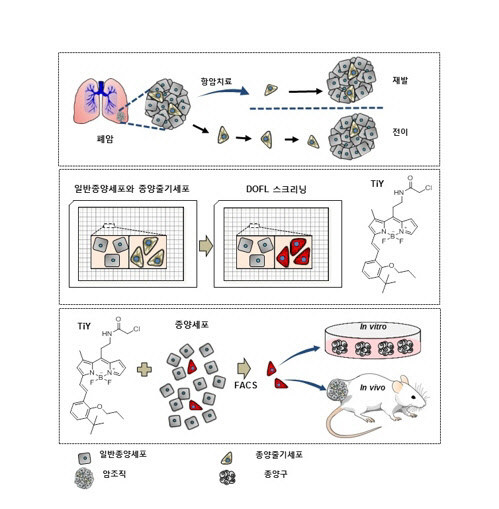 IBS, `종양줄기세포` 탐지하는 형광물질 개발…항암 효과도 확인